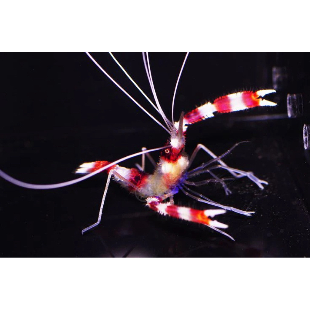 udang mp udang hias laut udang merah putih coral banded shrimp