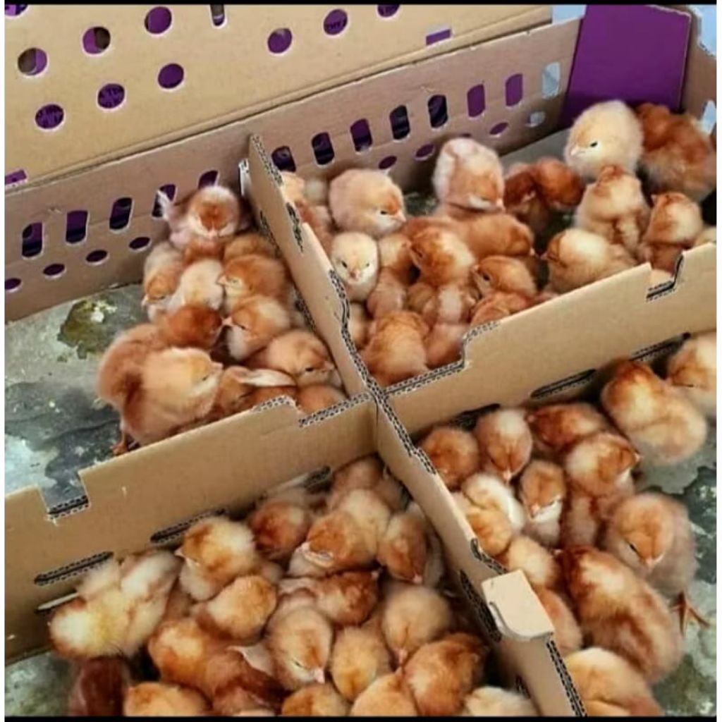 BIBIT AYAM. PETELUR BERKUALITAS SUDAH DI VAKSIN