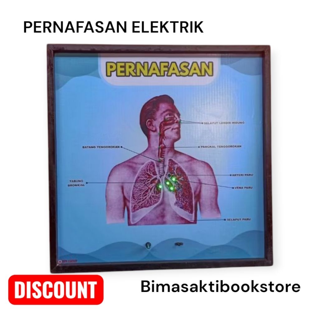 

Penampakan pencernaan elektrik/alat peraga torso pendidikan pencernaan makanan elektrik