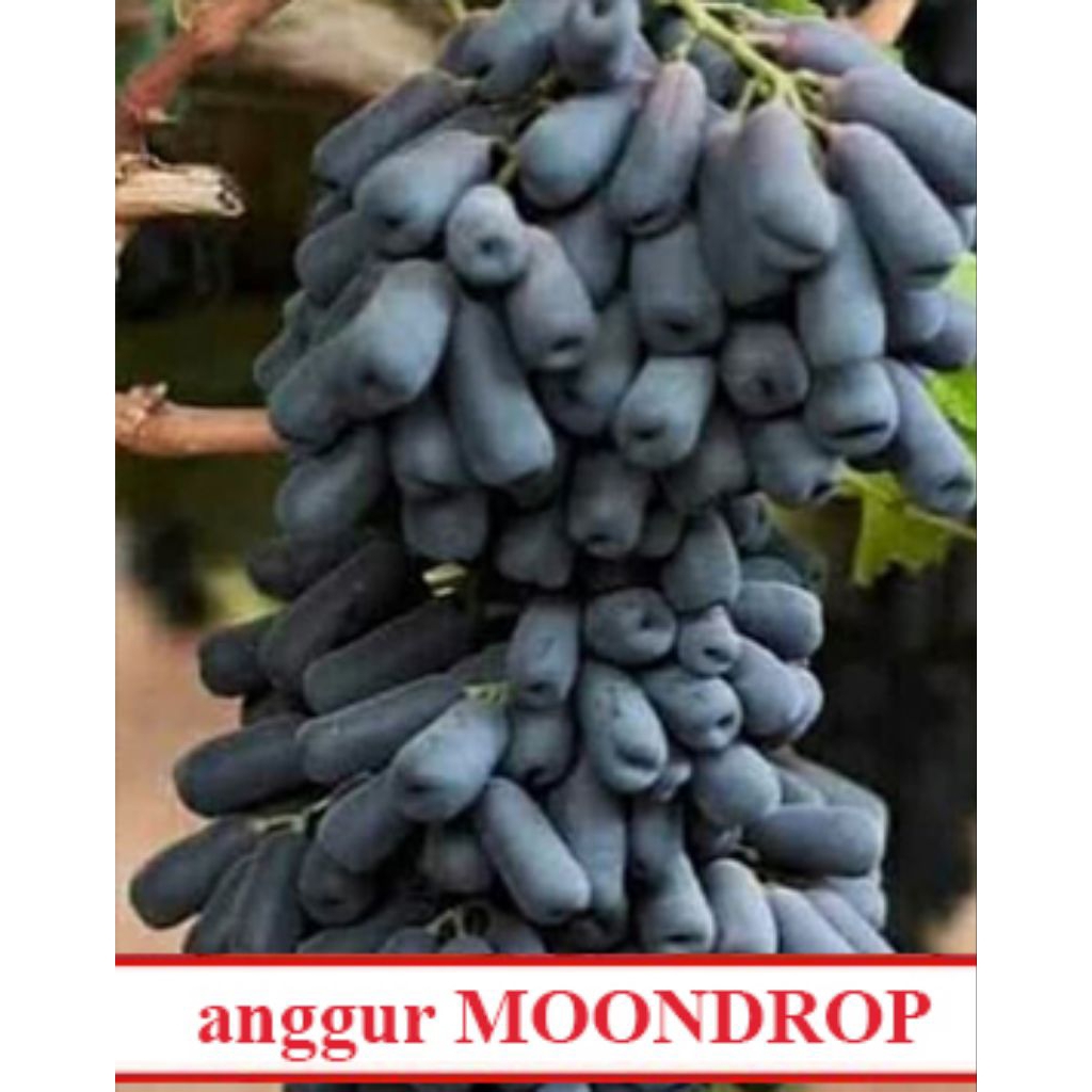 Bibit anggur moondrop