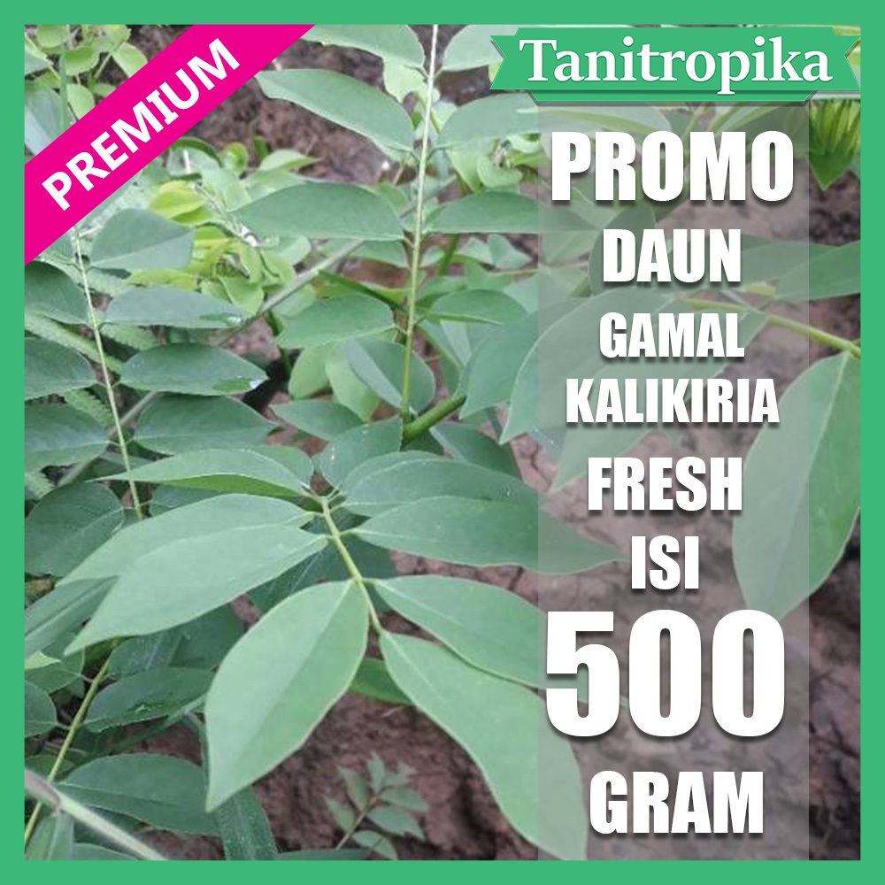 

Daun gamal kalikiria segar 500 gram herbal alami tani tropika