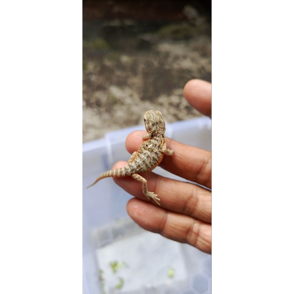 bearded dragon baby trans het hypo zero 100%