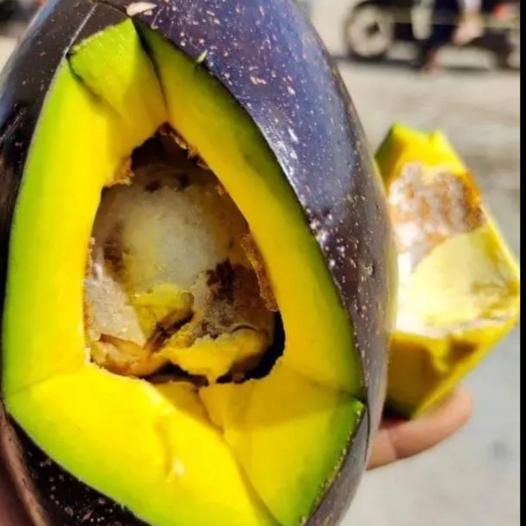 

ALPUKAT premium kota BENGKULU, yang dikirim Langsung dari kota bengkulu