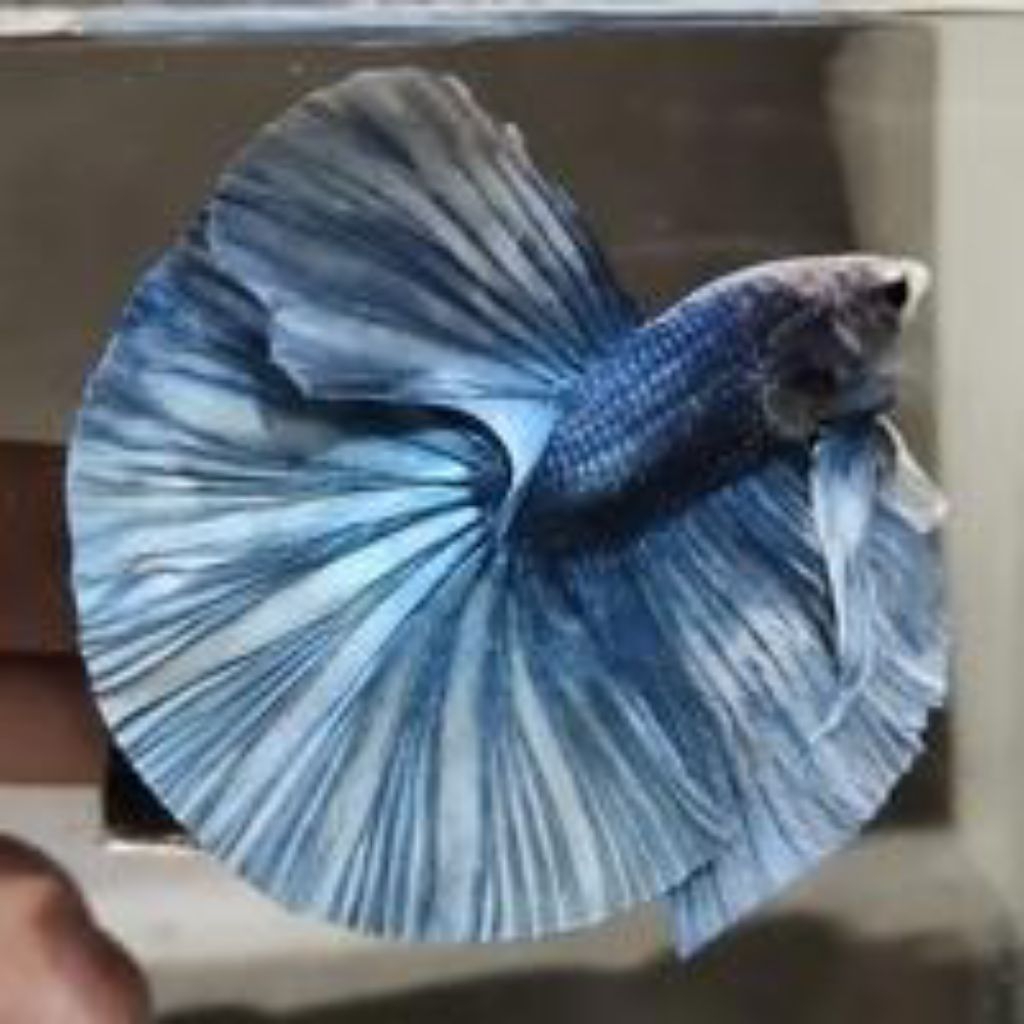 CUPANG HALFMOON ROSTAIL ABU ABU