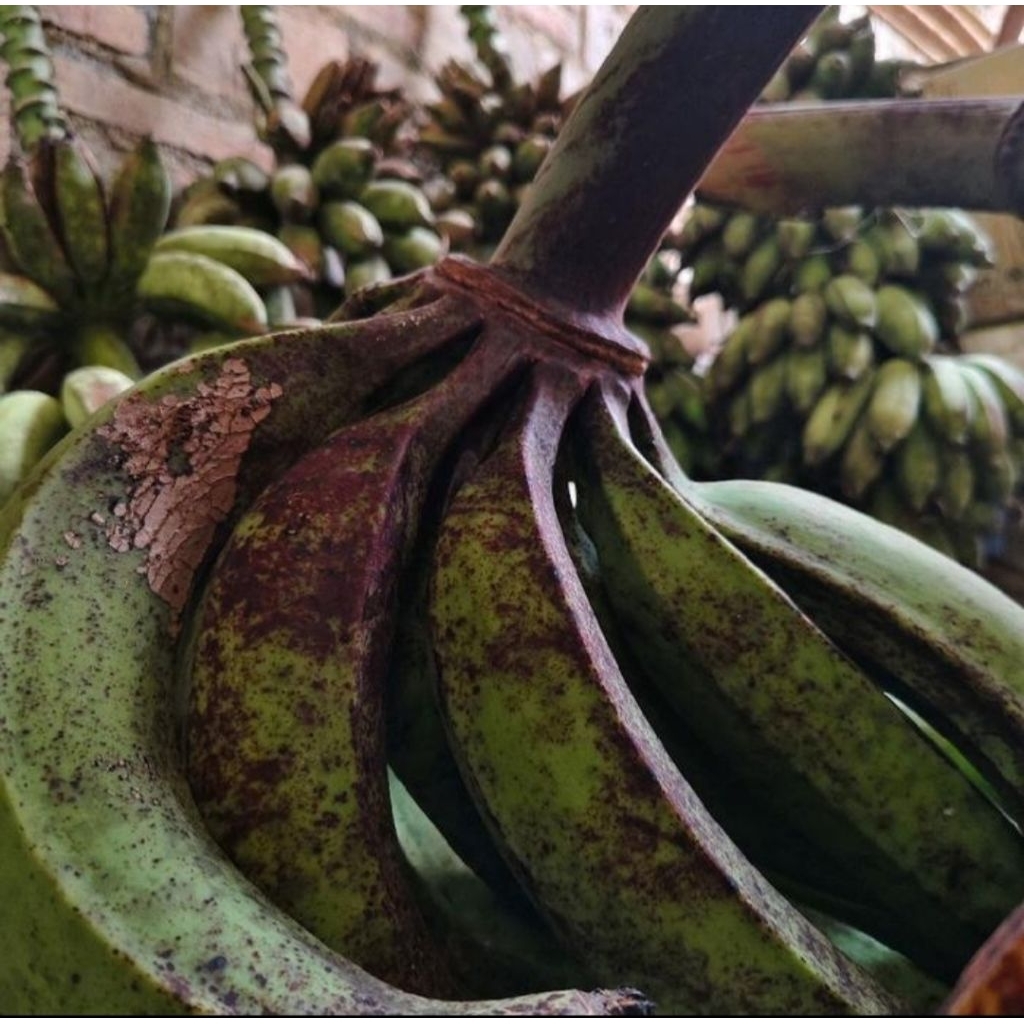 

Pisang Tanduk madu Muria kualitas super