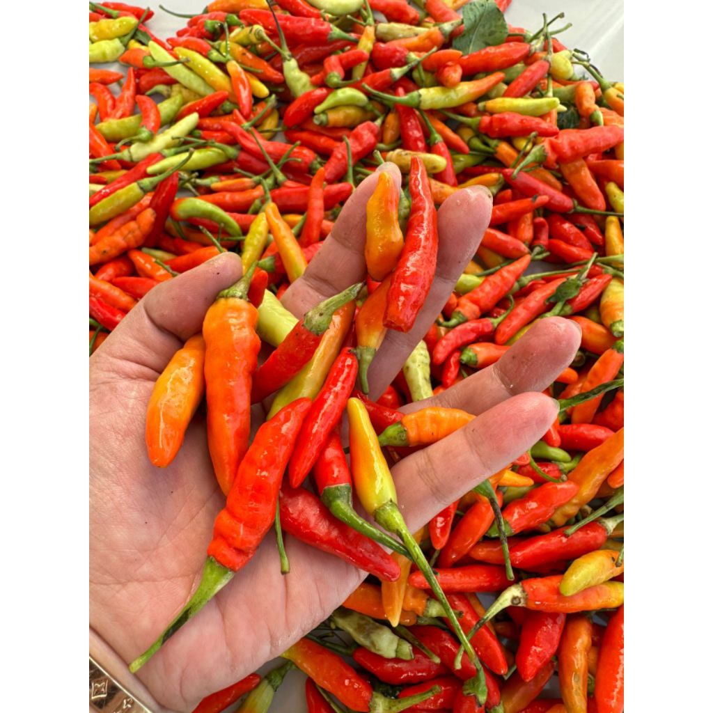 

Cabe rawit merah fresh baru petik