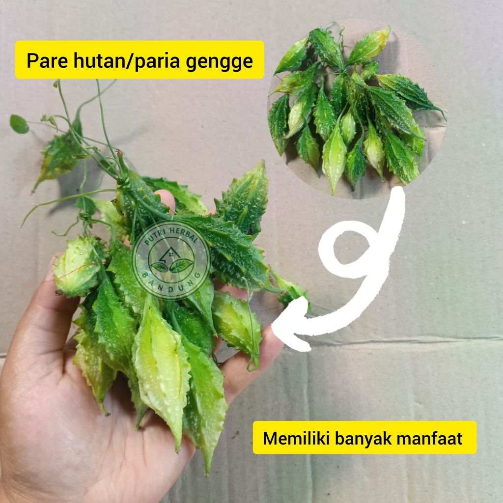 

Pare hutan/paria gengge segar memiliki banyak manfaat - 10 buah