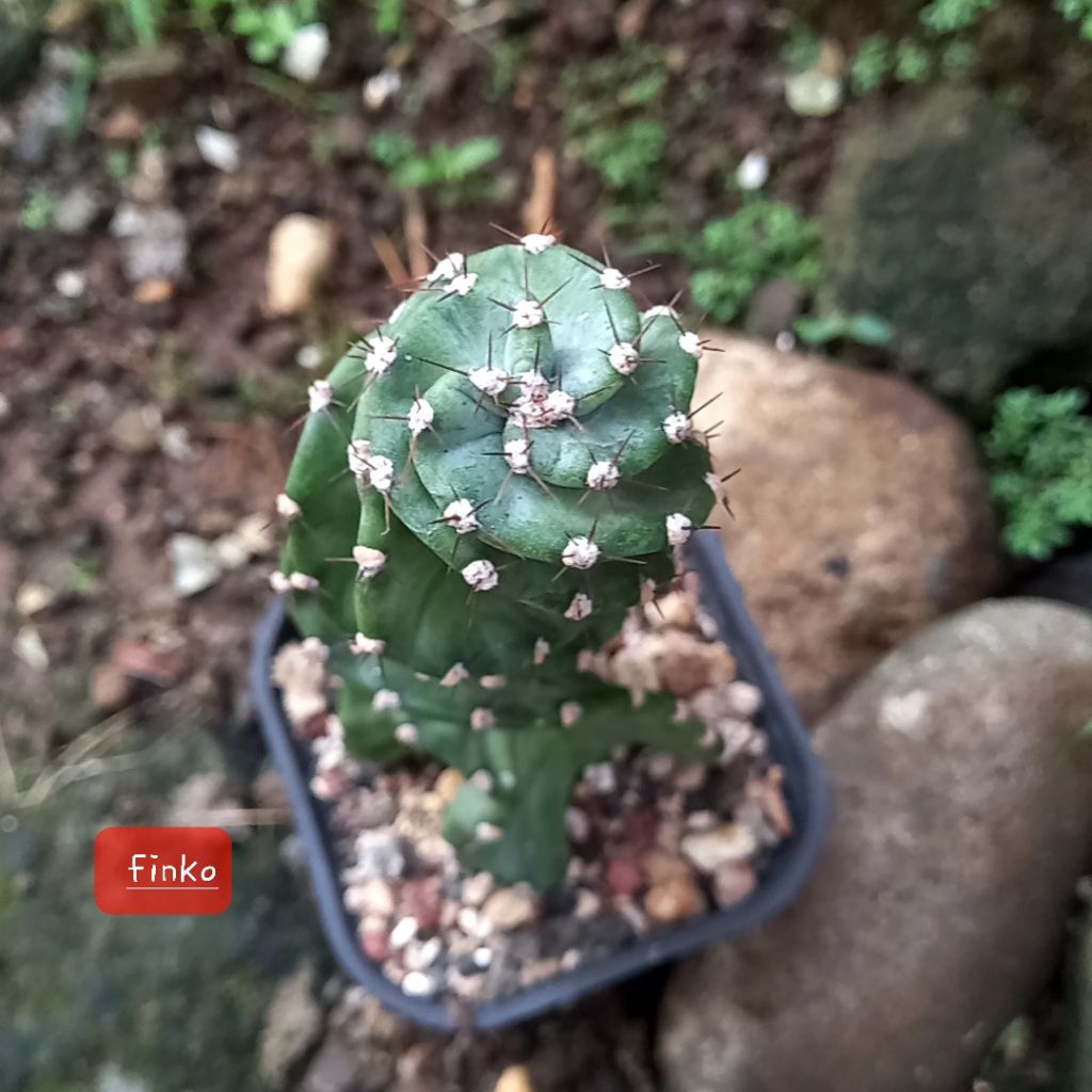 cereus forbesii spiralis