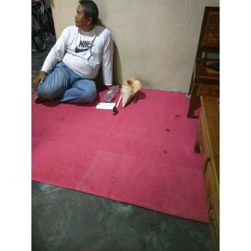 Kerang Triton Jumbo kanan( kw)