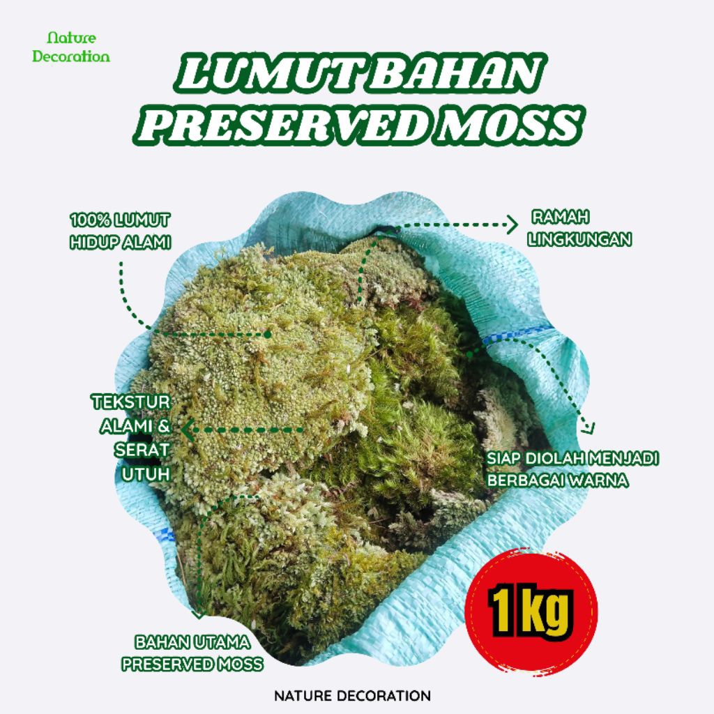 Lumut Bahan Preserved Moss 1 KG Lumut Lempengan untuk Diawetkan
