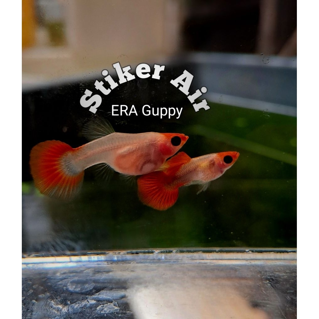 Guppy Blonde koi Short Body Glassbelly