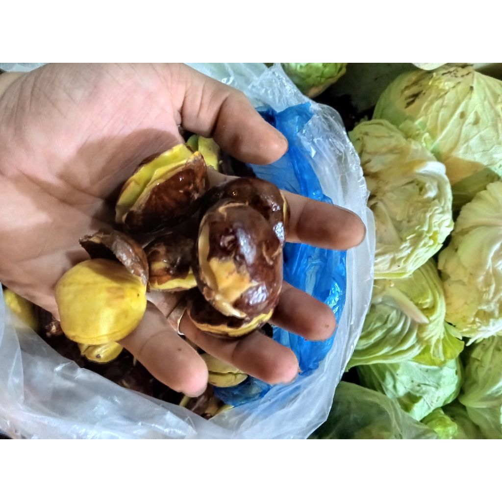 jengkol jepara super 1kg