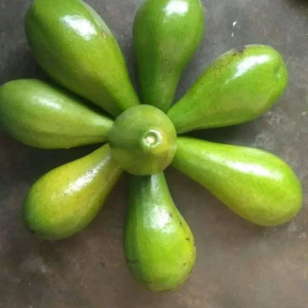 

ALPUKAT MENTEGA BENGKULU KOTA, mentega premium