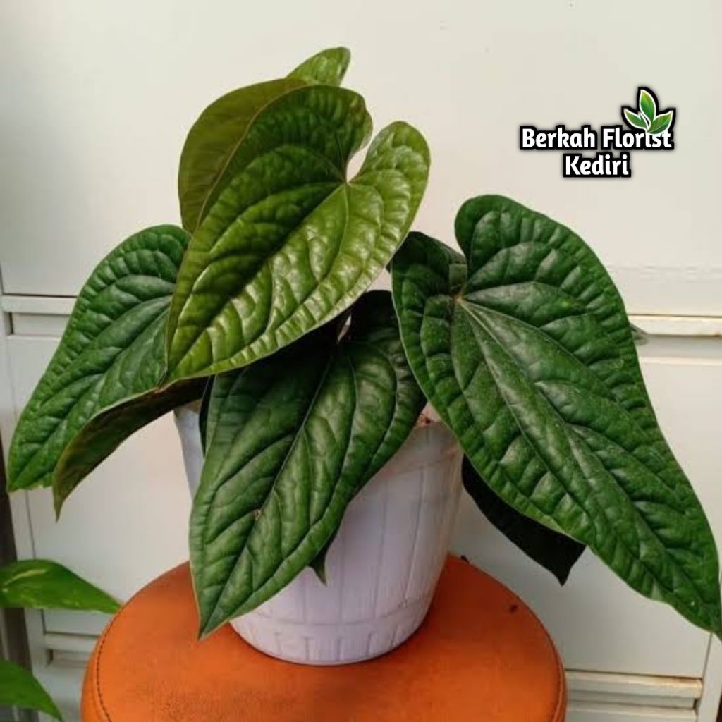 (New) Anthurium Sirih Jumbo - Jenis Yang Bisa Besar - Outdoor - Indoor - Bisa COD