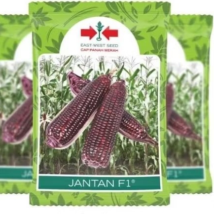 benih jagung pulut cap panah merah