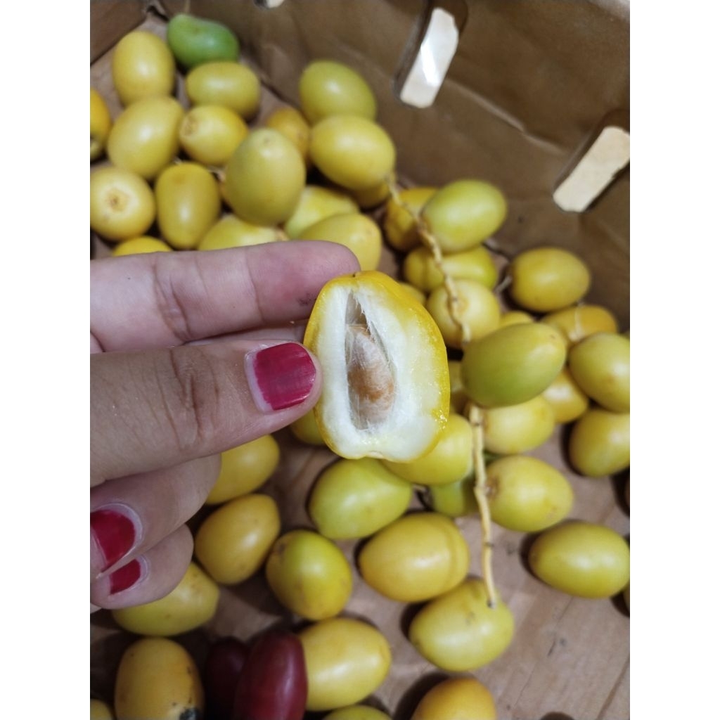 

Promo 9.9 Kurma Muda barhee [Ikhtiar Promil]