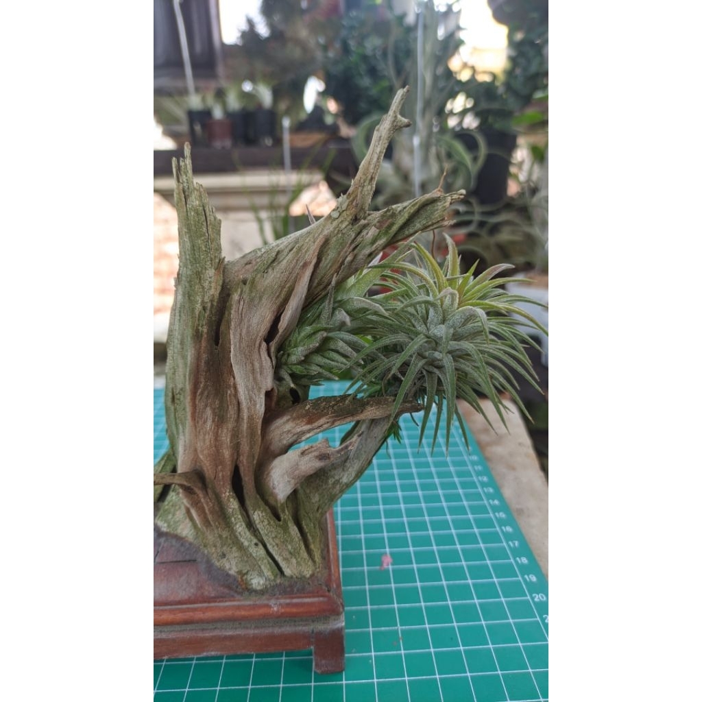 Tillandsia Ionantha Vanhyningii + Ionantha Seedling - Tanaman Udara - Tanaman Unik - Tanaman Angin -