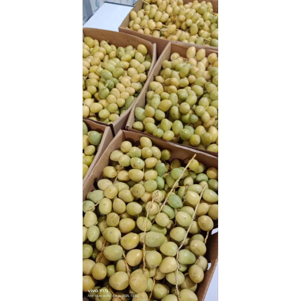 

KURMA MUDA BARHIE MERAH, KUNING, HIJAU