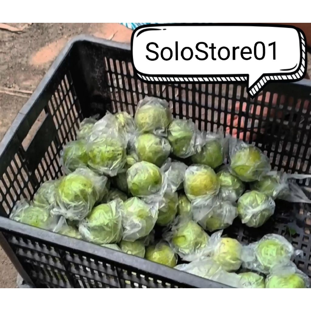 

paket 10 kg jambu kristal fresh petik pohon