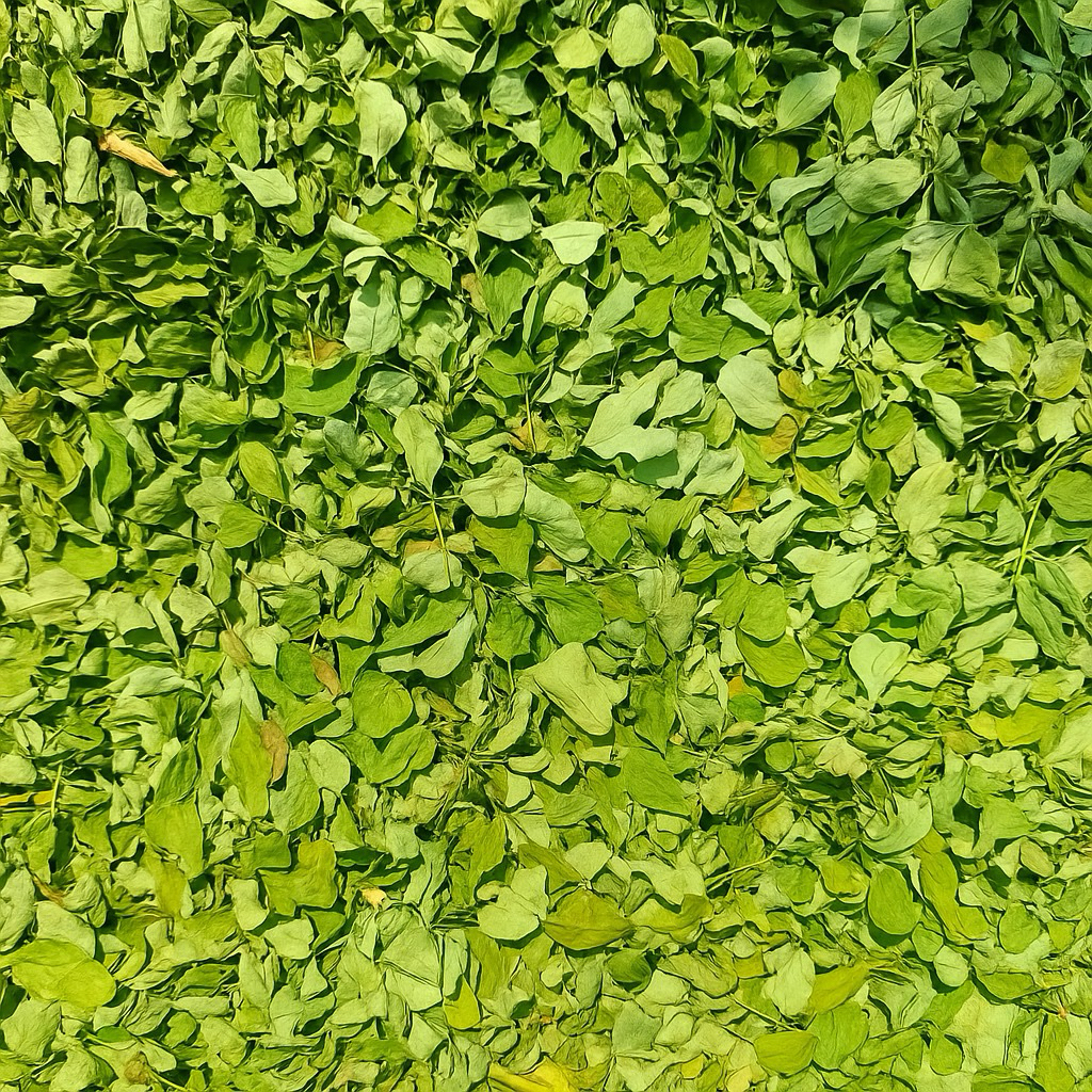 

500gram Daun Kelor Kering Hijau