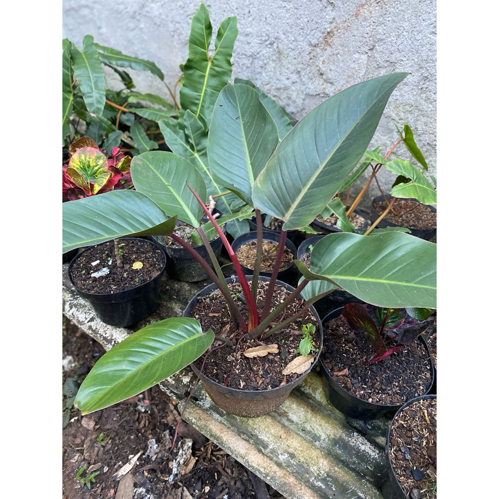 tanaman hias philodendron read congo-philodendron congo rojo