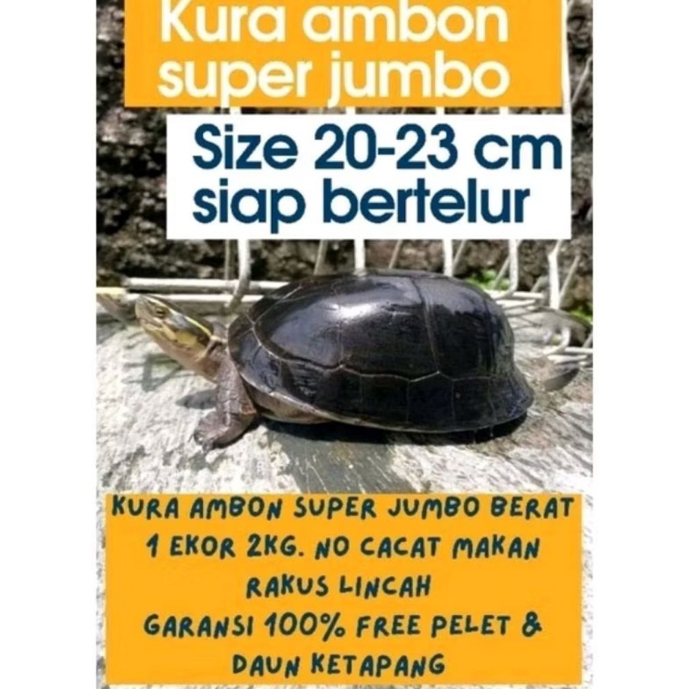 Selalu Baru Hiasan Kolam Kura Ambon Jumbo