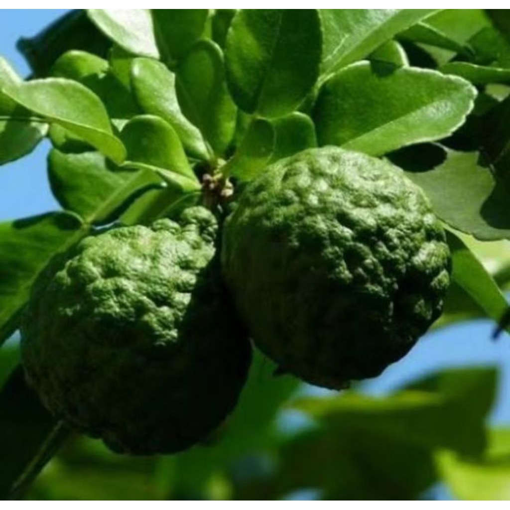 

Buah jeruk purut segar 1 kg