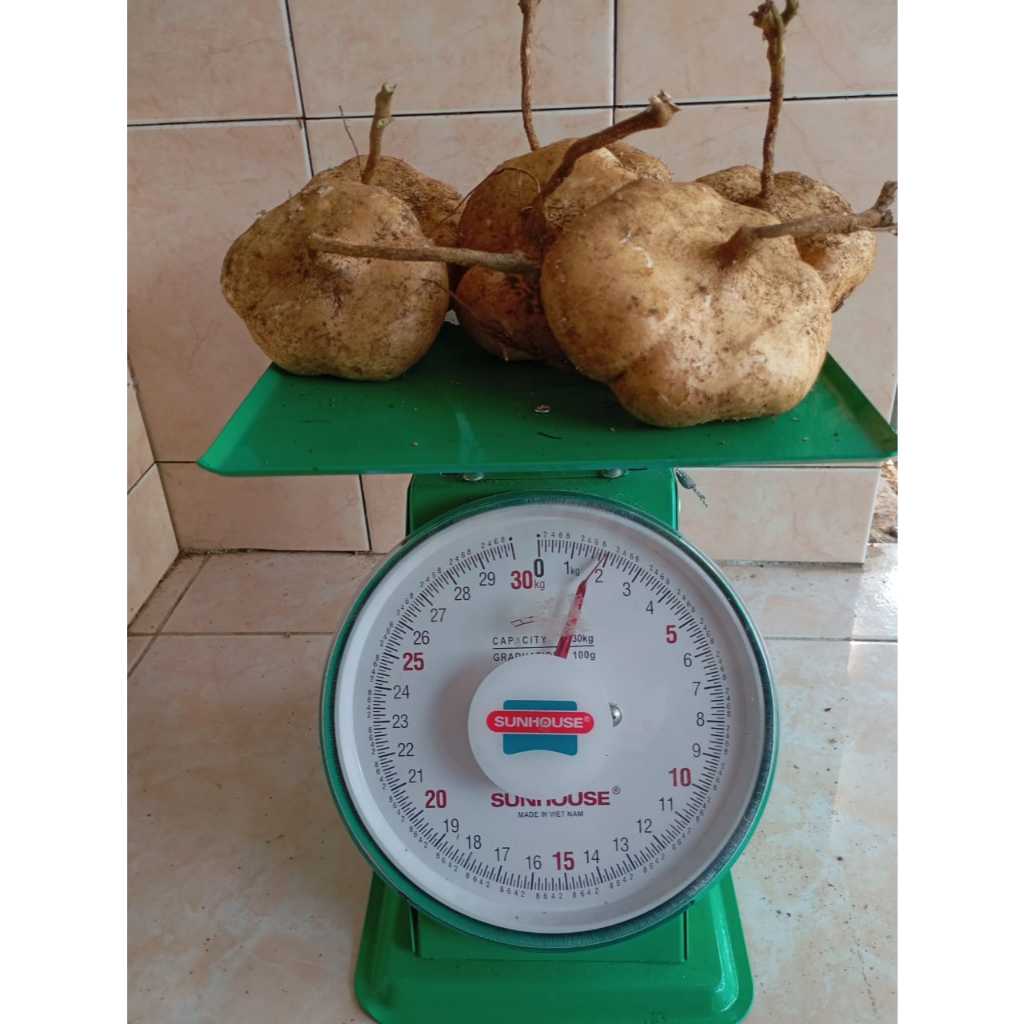 

bengkoang 3 kg asli kebumen