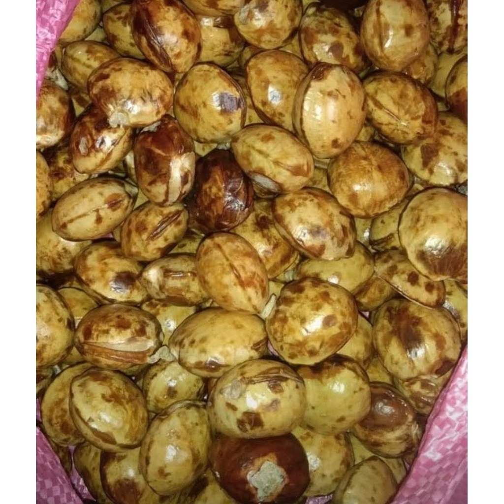 

jengkol tuwa feres gede per 1 kilo baru petik