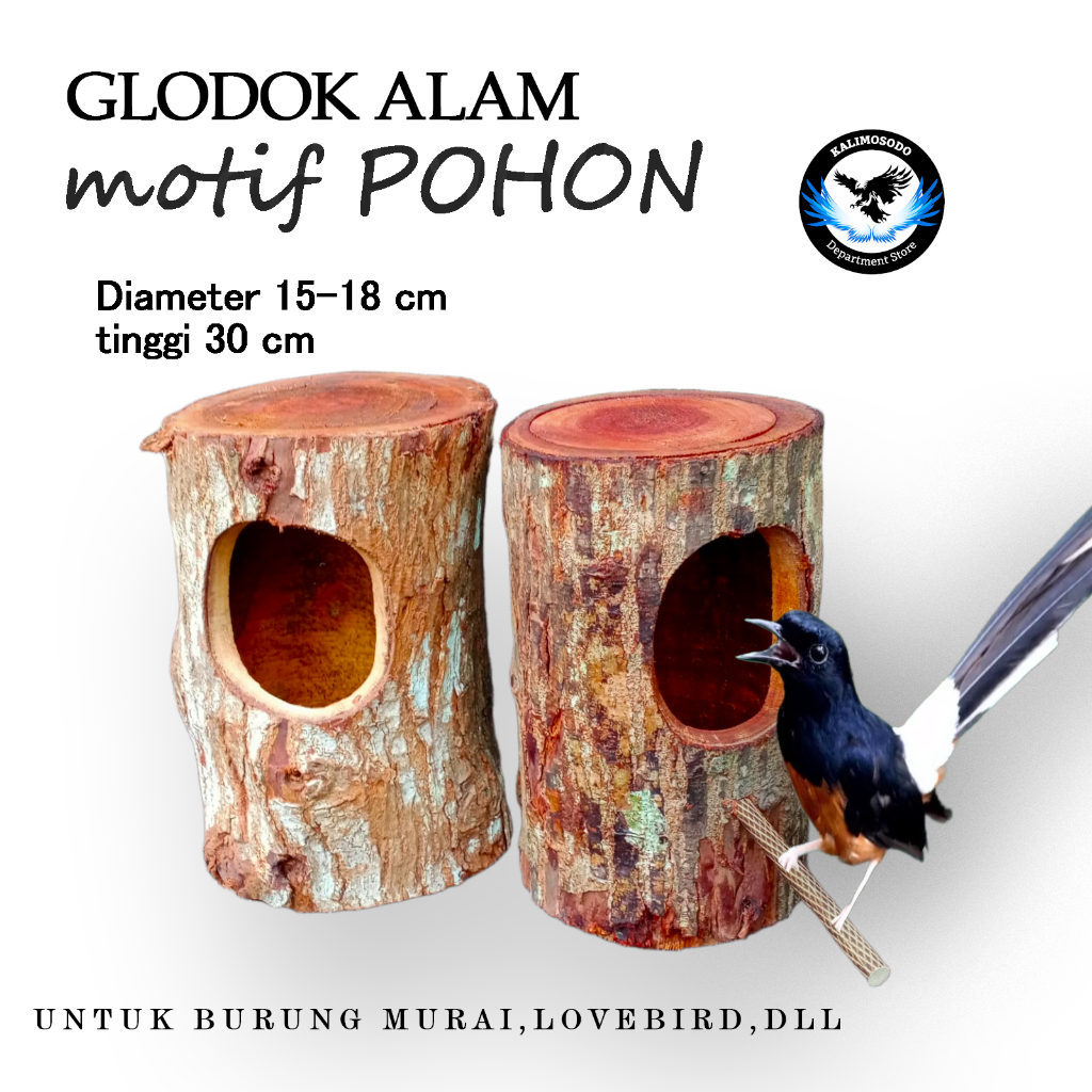 Glodok Pohon Lovebird, Falk / Glodok Murai kayu batang pohon sarang ternak