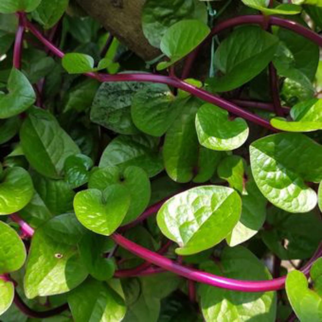 

Daun binahong segar 100 pcs di petik dadakan