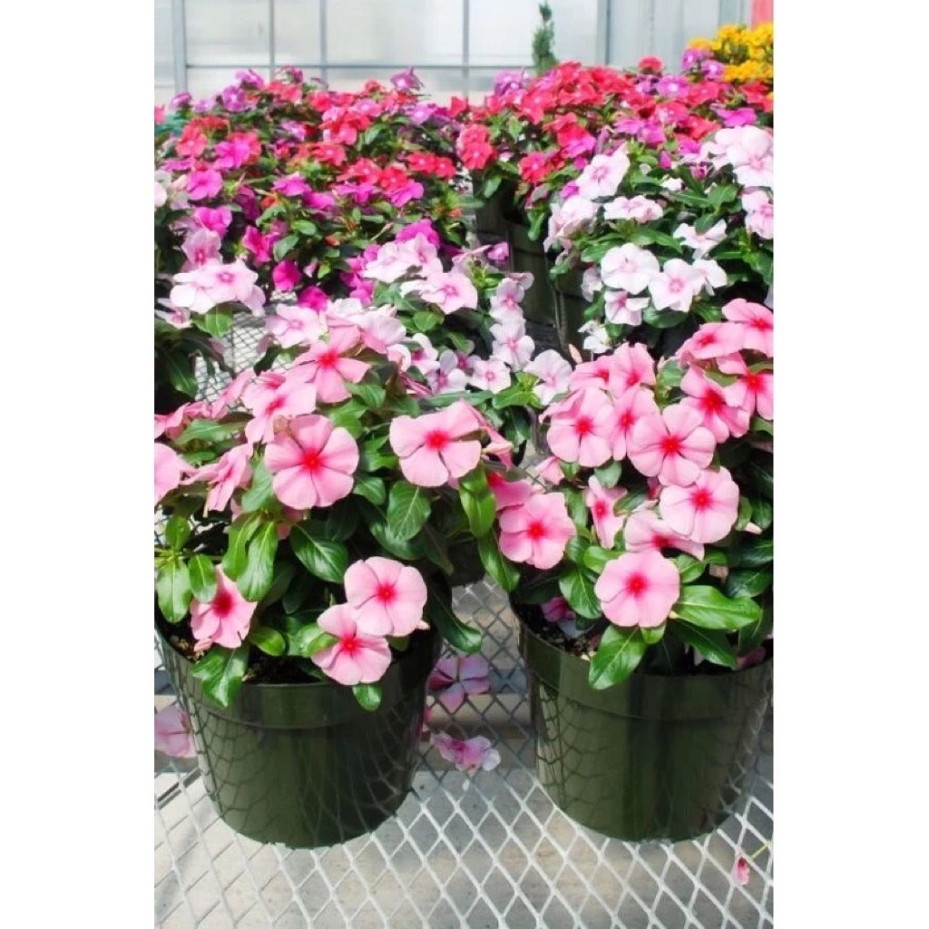 Murahh tanaman hias hidup tapak dara (vinca dara menjuntai) bunga white