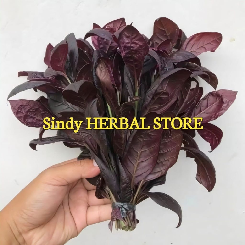 

Daun Ungu Handeleun Segar Petik Langsung Isi Per 200 Gram Organik