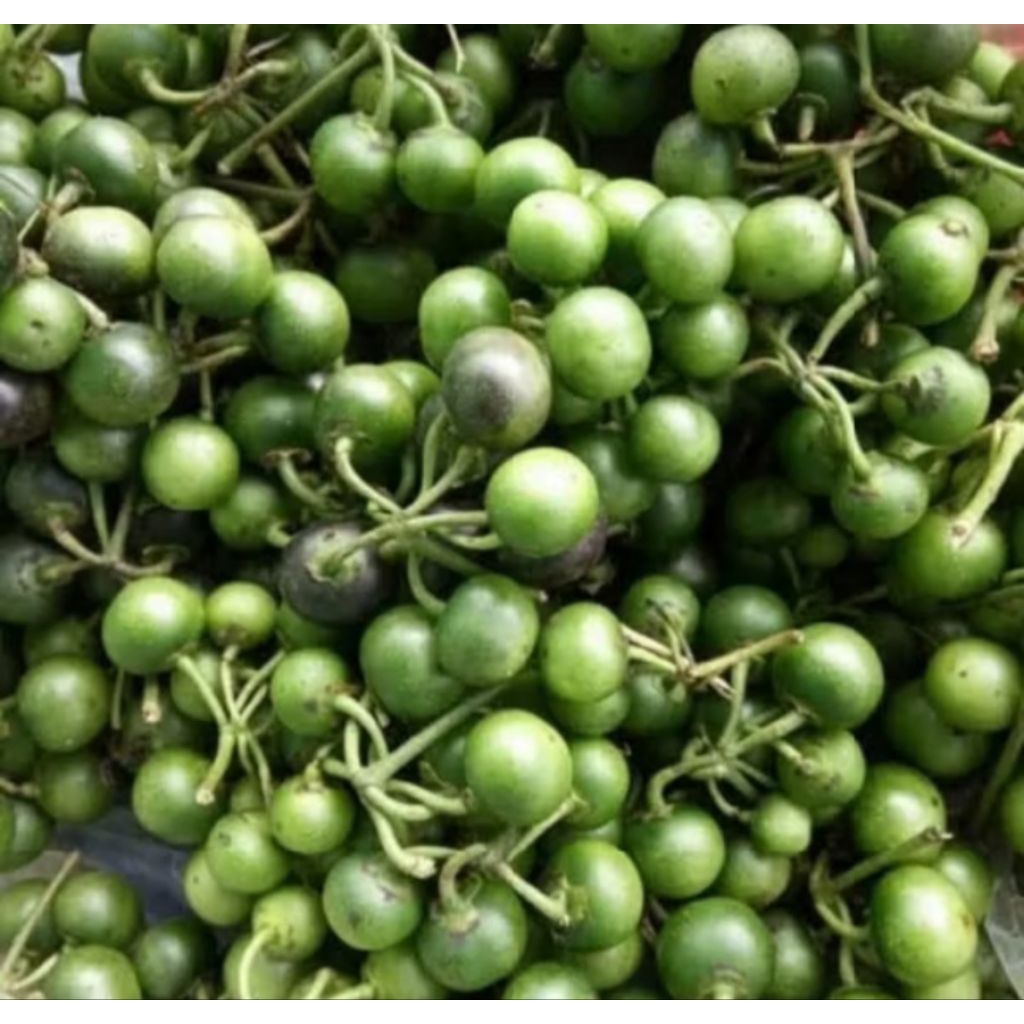 

Leunca Sayur 100 gram