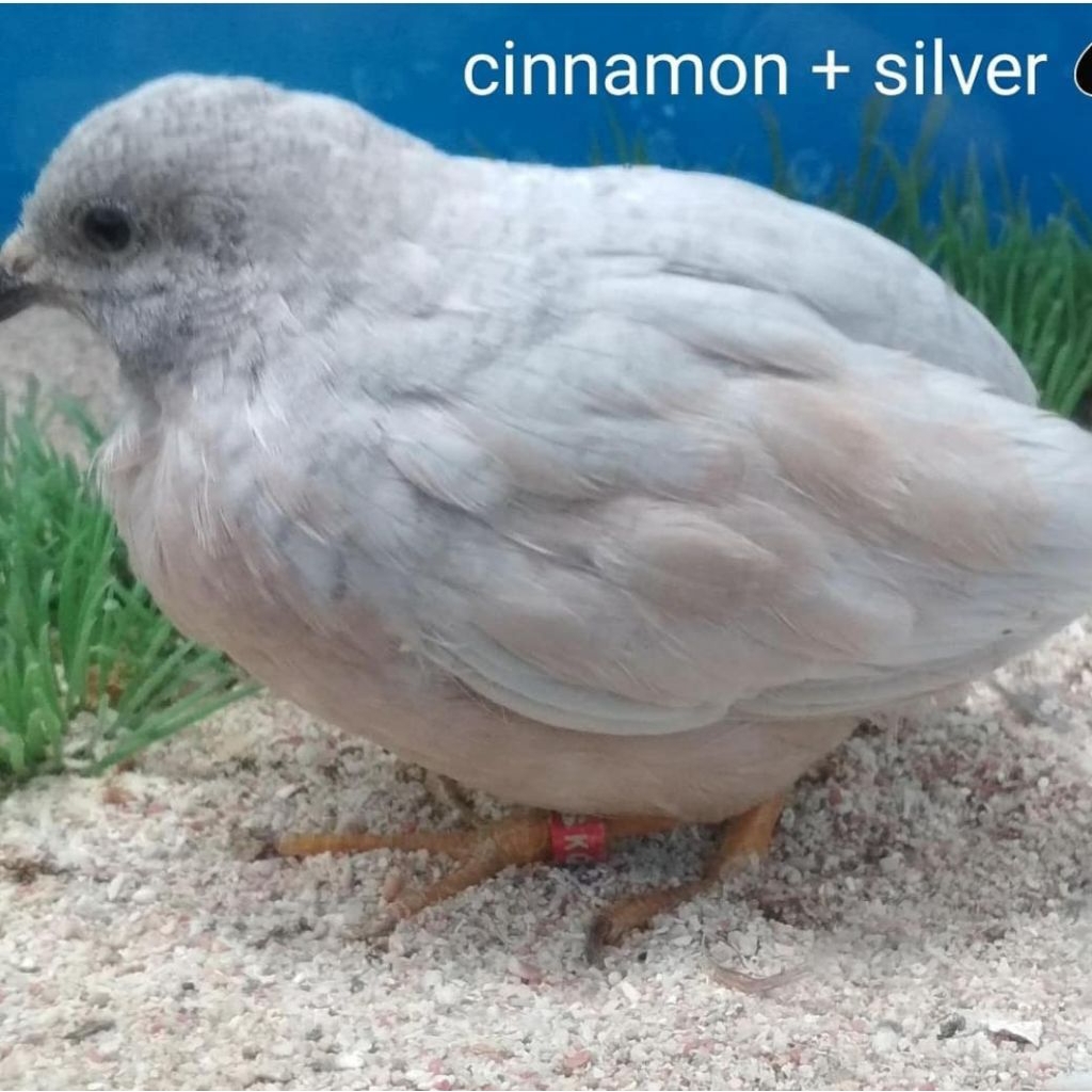 Puyuh batu hias aviary