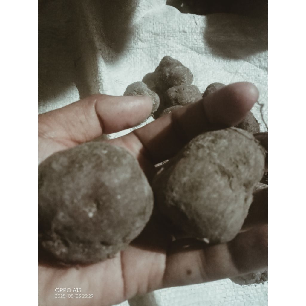 

kentang klici kentang hitam kentang bulu 500gram