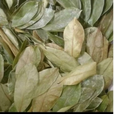 

daun johar kering fresh, diproses saat order maduk, bisa untuk malaria, kafas kudis dan masalah kulit lainnya, per250 gram