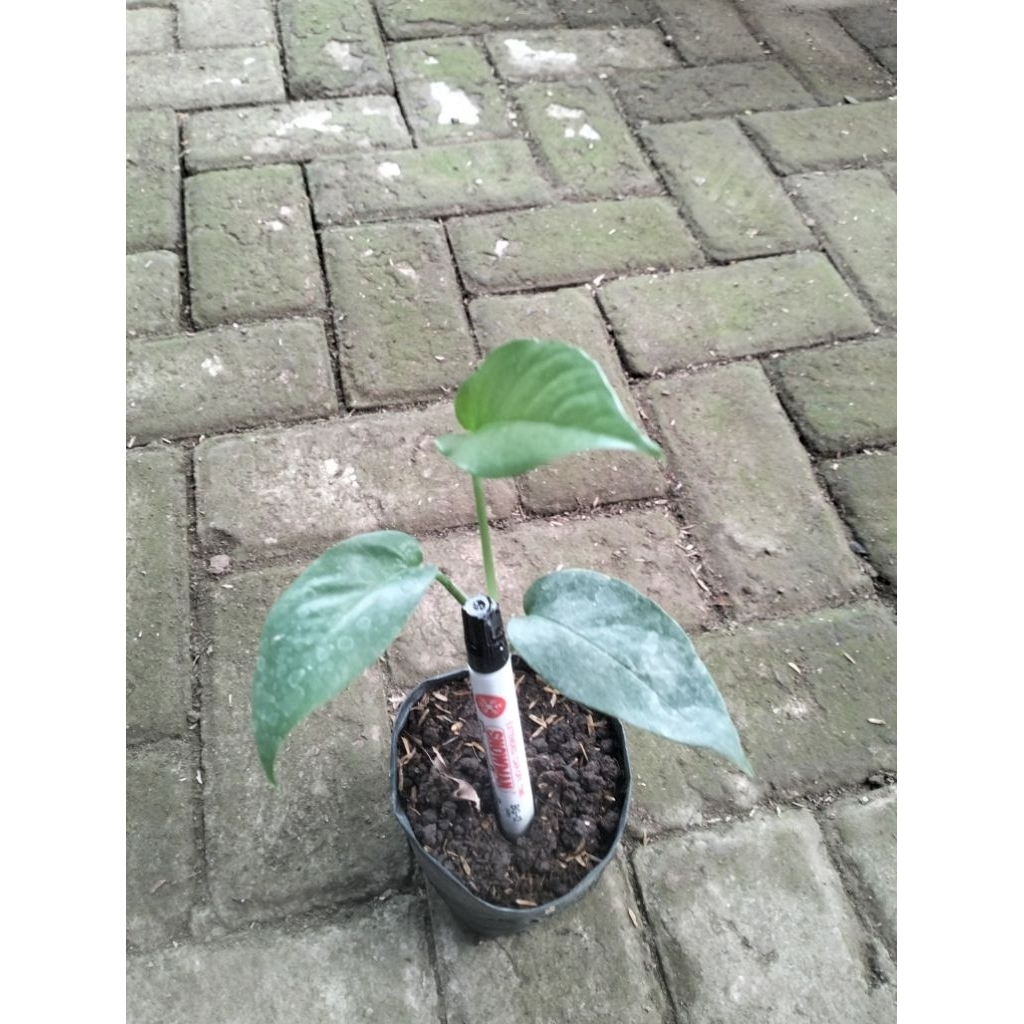 Epipremnum Cebu Blue Anakan