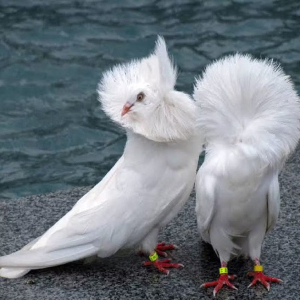 merpati hias jacobin pasangan pilihan