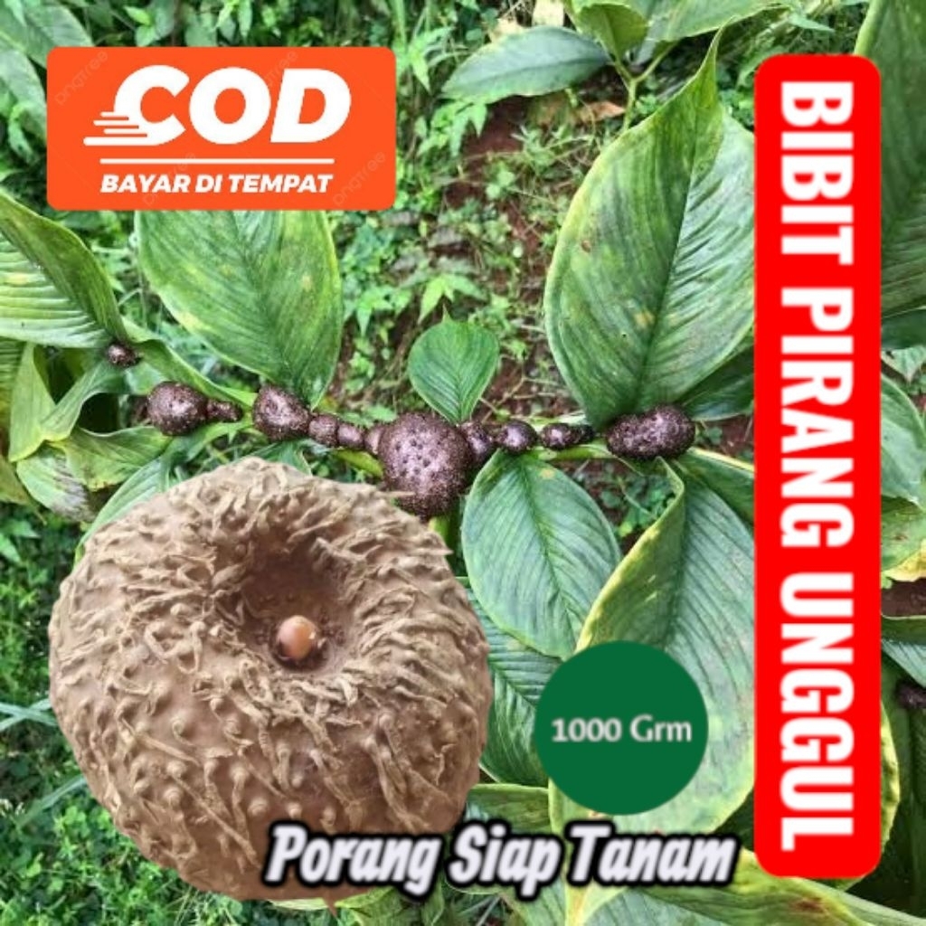 Berkahbaroka28 Bibit Porang Super - Porang Porang Jumbo