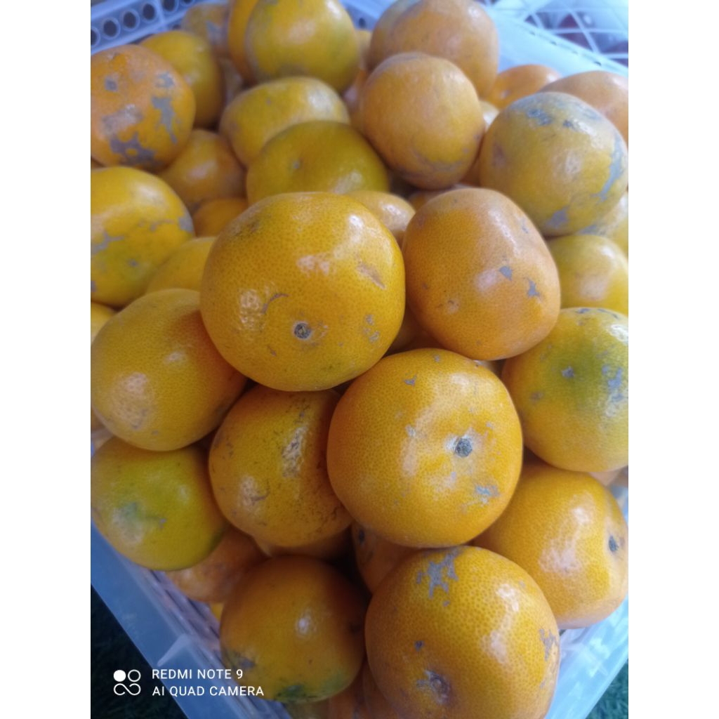 

jeruk medan (santang lokal)