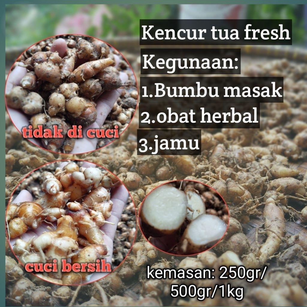 

kencur/cikur Bumbu seblak segar 500gr/1kg