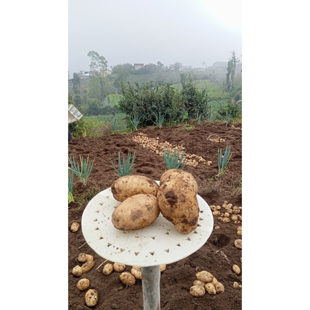 

Kentang Ukuran Besar 1kg isi 6-9 biji Berkah Sayur