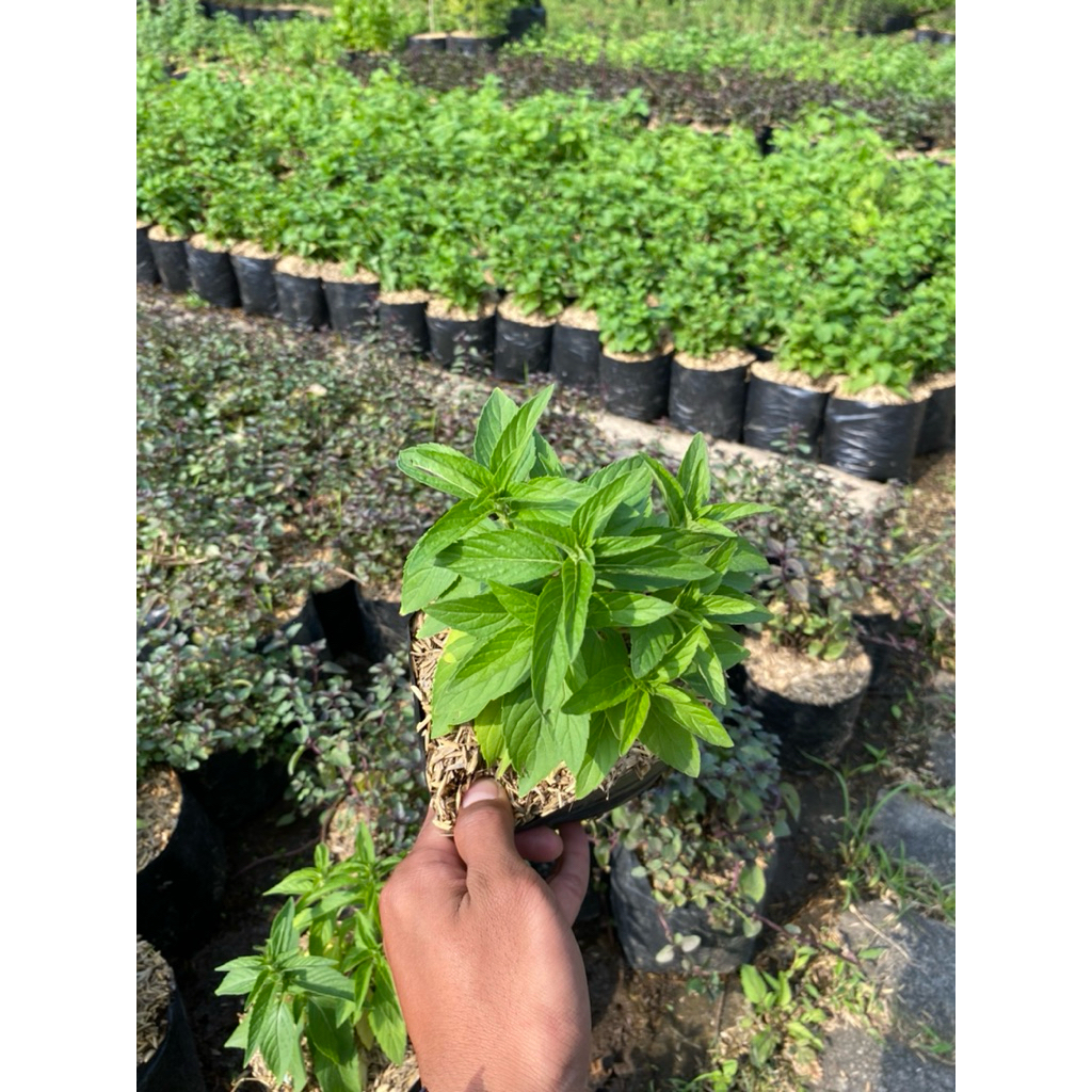 tanaman daun mint jenis paper mint segar