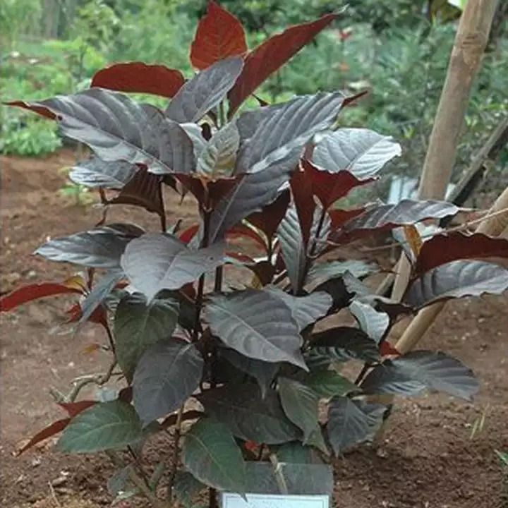 Bibit Tanaman Herbal Daun Ungu