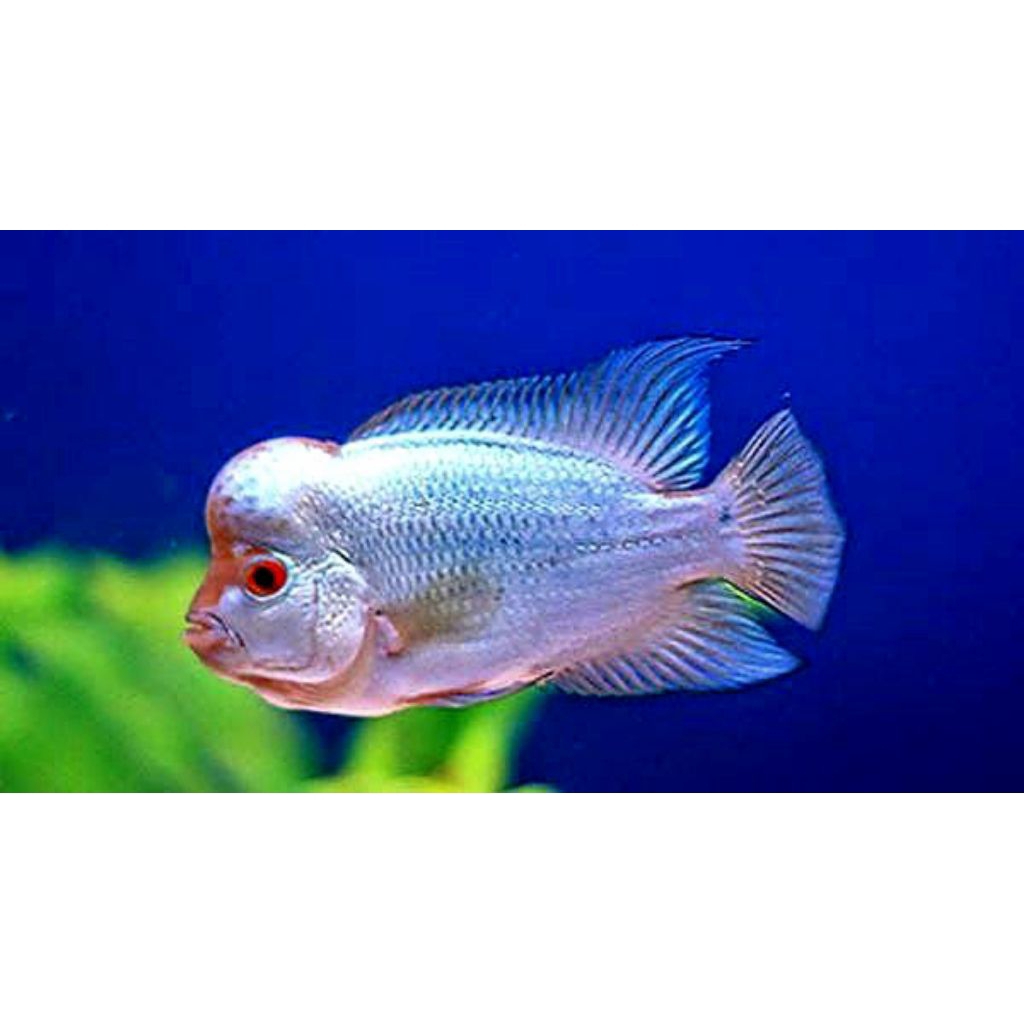 Burayak Louhan Thaisilk