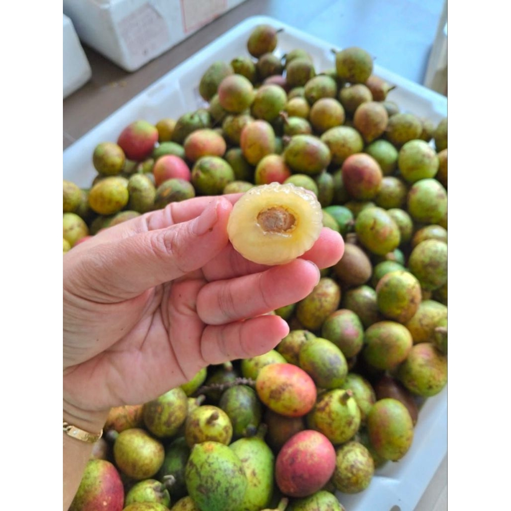 

MATOA BESAR SUPER LEZAT MANIS FRESH TIAP HARI ( ISI 50-150 )