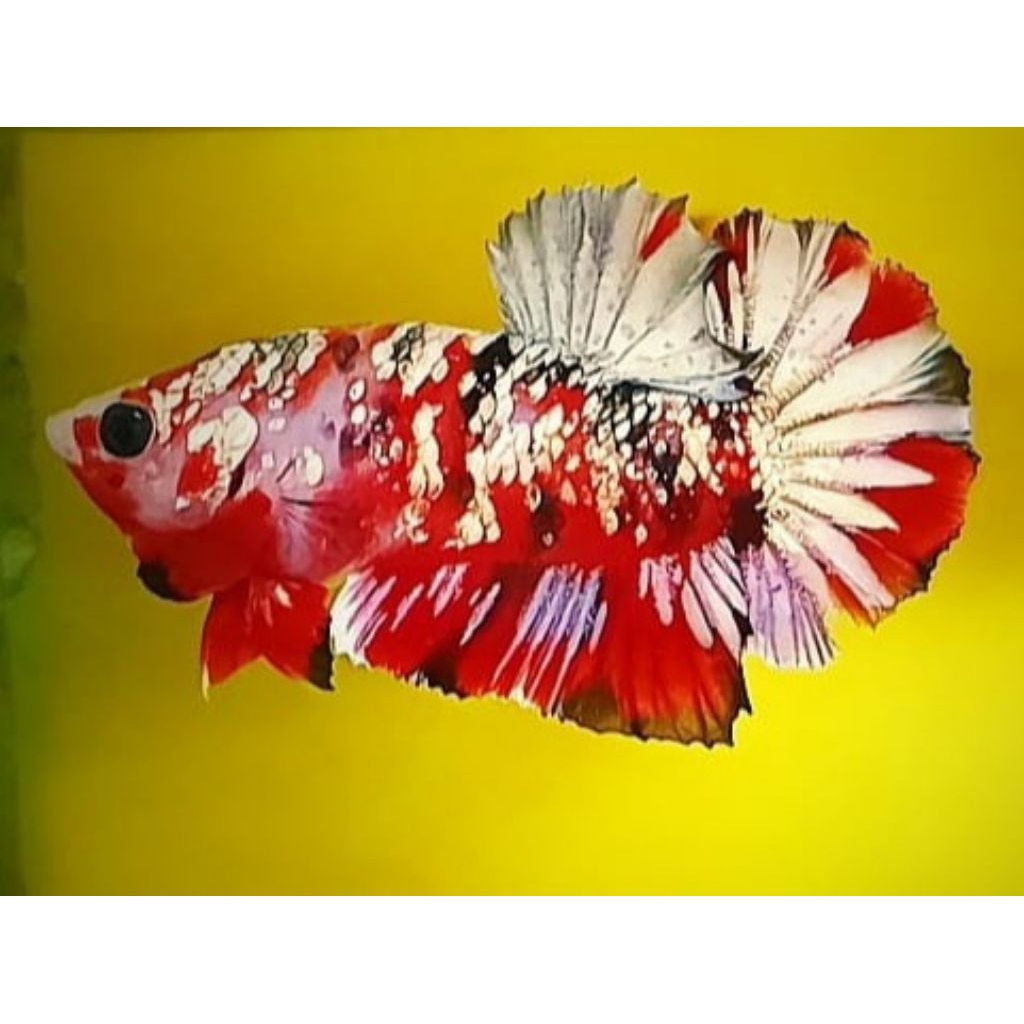 Hiasan Aquarium Cupang Red Koi Copper