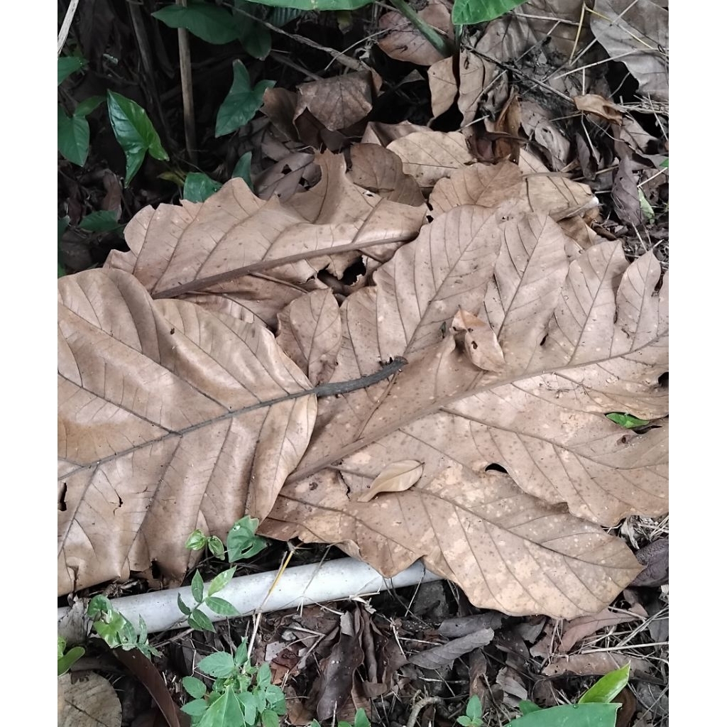 

Daun teureup kering berkualitas 200 gram