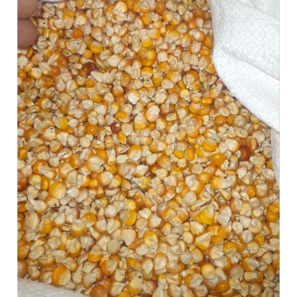 

jagung unggas ayam merpati 1 kg